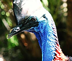 Alma Park Zoo - Accommodation Tasmania 0
