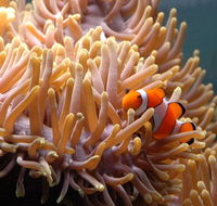 Reef HQ Great Barrier Reef Aquarium - Accommodation Tasmania