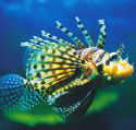Underwater World - Accommodation Tasmania