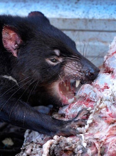 Peel Zoo - Accommodation Tasmania 2