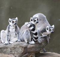 Adelaide Zoo - Accommodation Tasmania