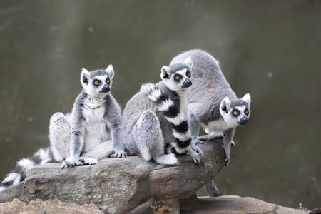 Adelaide Zoo - Accommodation Tasmania 0