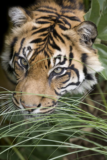 Adelaide Zoo - Accommodation Tasmania 1