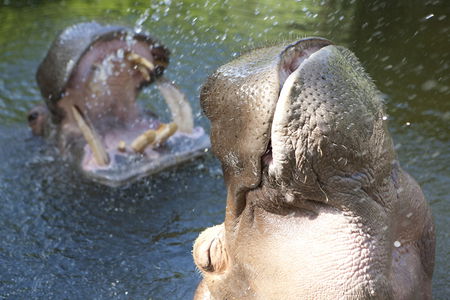 Adelaide Zoo - Accommodation Tasmania 2