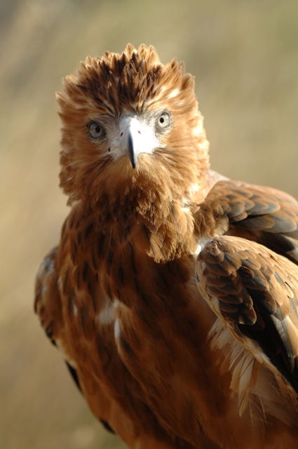 Alice Springs Desert Park - Accommodation Tasmania 0