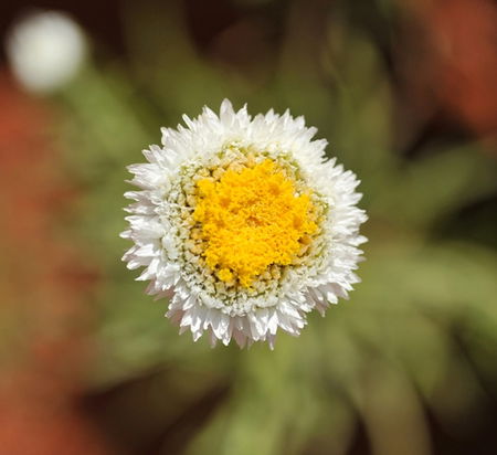 Alice Springs Desert Park - Accommodation Tasmania 1