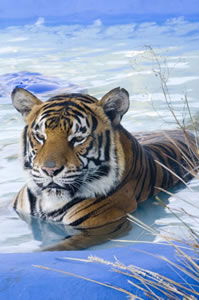 Zoo Doo Wildlife Park - Accommodation Tasmania 0