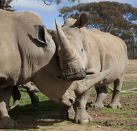 Monarto Zoo - Accommodation Tasmania