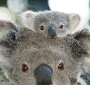 Billabong Koala and Wildlife Park - Accommodation Tasmania