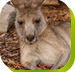 Calmsley Hill City Farm - Accommodation Tasmania