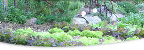 Calmsley Hill City Farm - Accommodation Tasmania 1