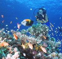 Drop Zone Dive Site - Accommodation Tasmania