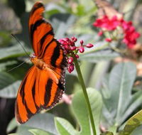 Butterfly Farm - Accommodation Tasmania