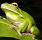 The Rainforest Habitat - Accommodation Tasmania