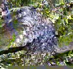 Koala Conservation Centre - Accommodation Tasmania