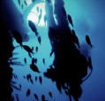 Scuba World - Accommodation Tasmania