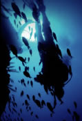 Scuba World - Accommodation Tasmania 0