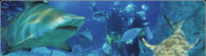Scuba World - Accommodation Tasmania 1