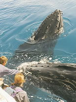 Storeyline Tours - Accommodation Tasmania 1