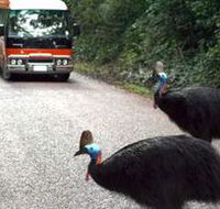 Kookaburra Tours - Accommodation Tasmania