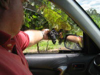 Mount Tamborine Winery & Homestead - Accommodation Tasmania 1
