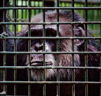 Rockhampton Zoo - Accommodation Tasmania