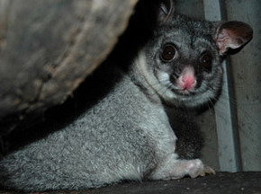 Bunbury Wildlife Park - Accommodation Tasmania 2