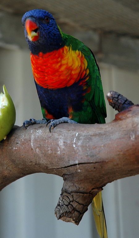 Bunbury Wildlife Park - Accommodation Tasmania 3