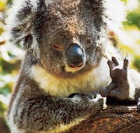 Gorge Wildlife Park - Accommodation Tasmania