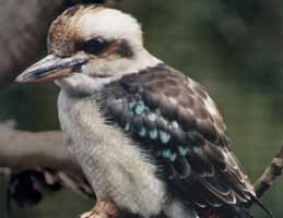 Nowra Wildlife Park - Accommodation Tasmania 2