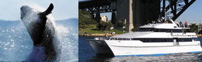 Prestige Harbour Cruises - Accommodation Tasmania 3