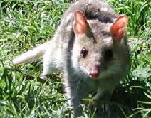 Fleurieu Peninsula SA Accommodation Tasmania