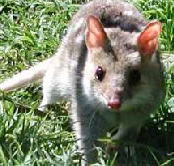 Urimbirra Wildlife Park - Accommodation Tasmania