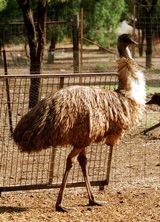 Waterways Wildlife Park - Accommodation Tasmania 2