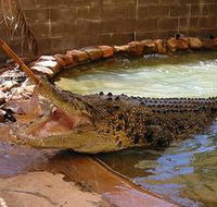 Wyndham Zoological Gardens and Crocodile Park - Accommodation Tasmania