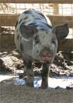 Wagga Wagga Zoo - Accommodation Tasmania 0