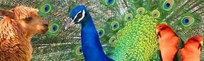 Wagga Wagga Zoo - Accommodation Tasmania 1