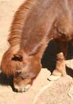 Wagga Wagga Zoo - Accommodation Tasmania 3