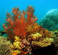 Three Islands Whale Shark Dive - Accommodation Tasmania