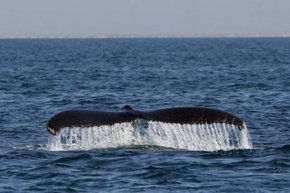 Three Islands Whale Shark Dive - Accommodation Tasmania 1
