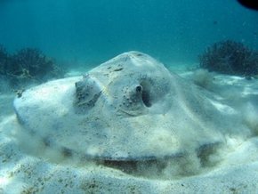 Three Islands Whale Shark Dive - Accommodation Tasmania 2