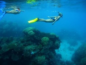 Three Islands Whale Shark Dive - Accommodation Tasmania 3