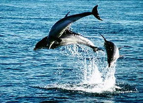 Polperro Dolphin Swims - Accommodation Tasmania 1