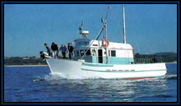 Polperro Dolphin Swims - Accommodation Tasmania 2
