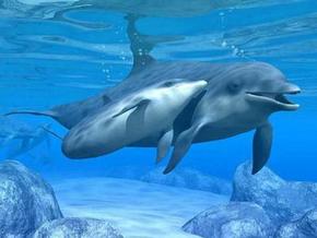 Polperro Dolphin Swims - Accommodation Tasmania 3