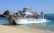 Dolphin Wild - Accommodation Tasmania 2