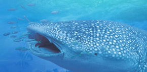 Ningaloo Blue Dive - Accommodation Tasmania 1