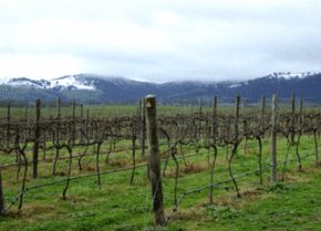 Kinloch Wines - Accommodation Tasmania