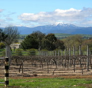 Buller View Wines - Accommodation Tasmania