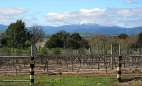Buller View Wines - Accommodation Tasmania 0